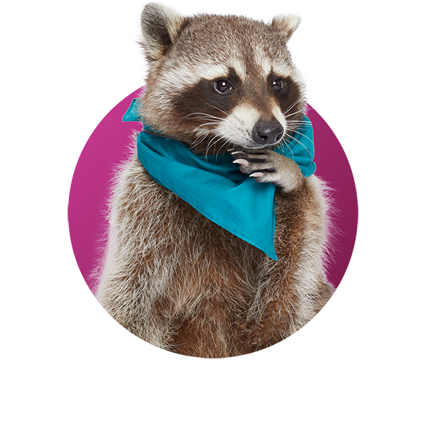 Raccoon - Frank