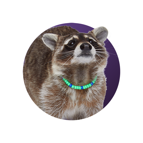 plastic raccoon