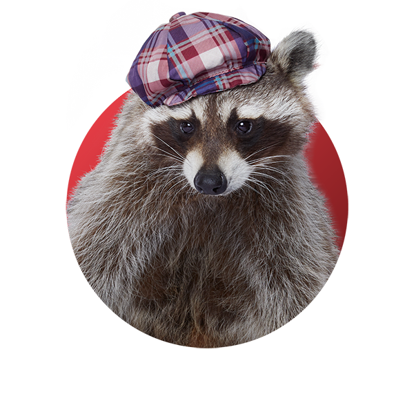 Raccoon - Paper MacKay