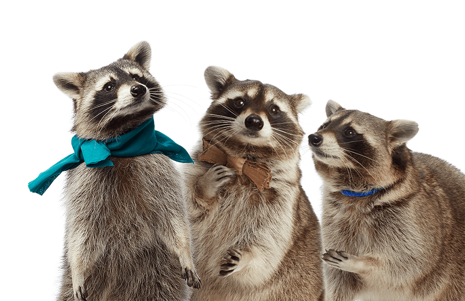 Recycling Raccoon Squad