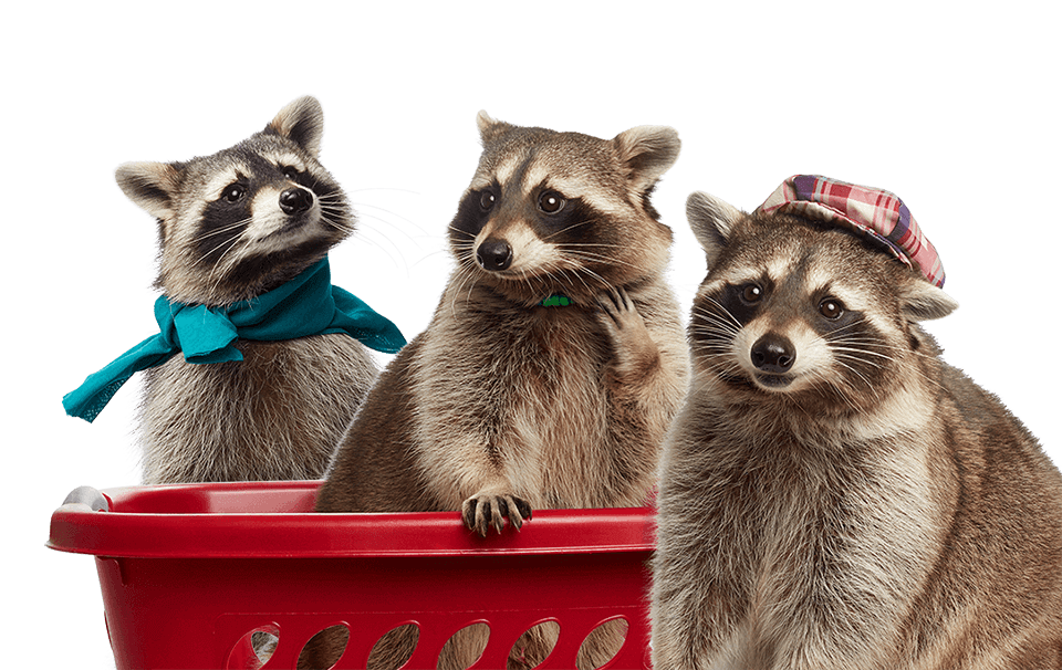 Recycling Raccoon Squad