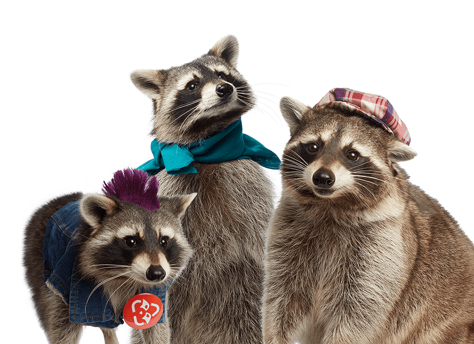 Recycling Raccoon Squad