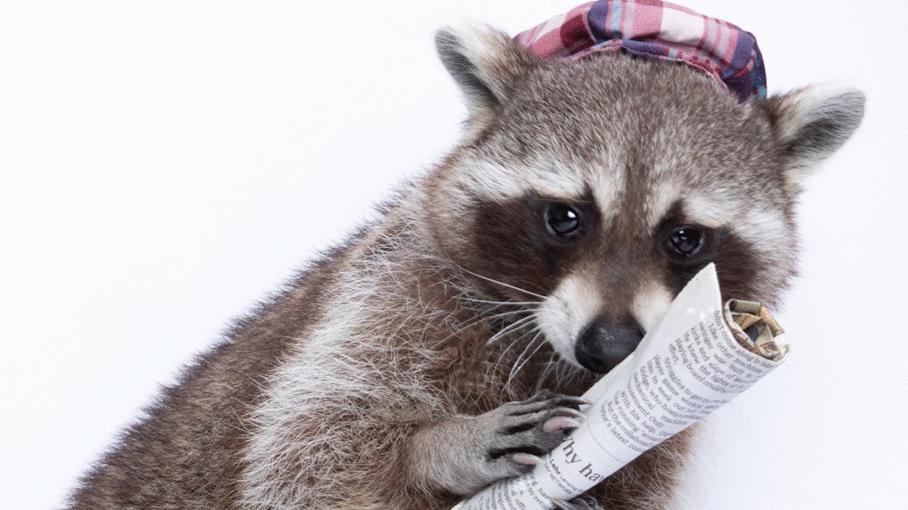 Paper McKay - Recycling Raccoon - holds a folded newspaper