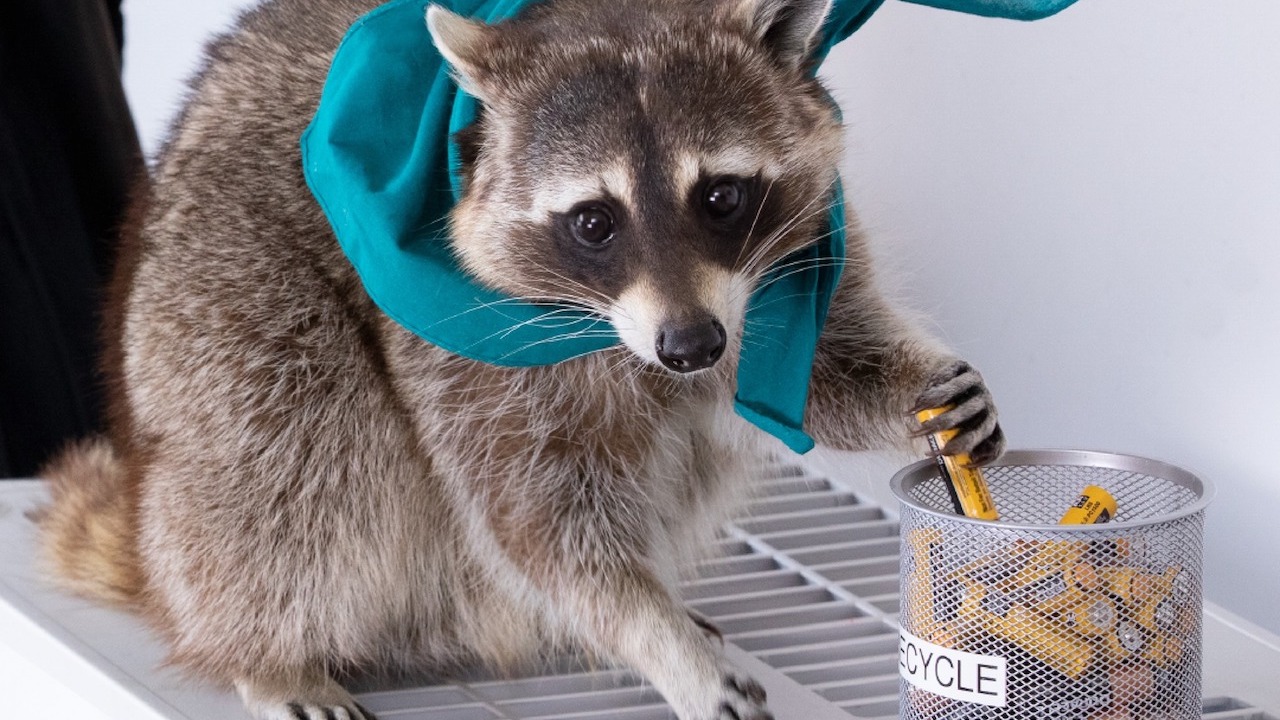 A raccoon wearing a blue scarf holds a battery