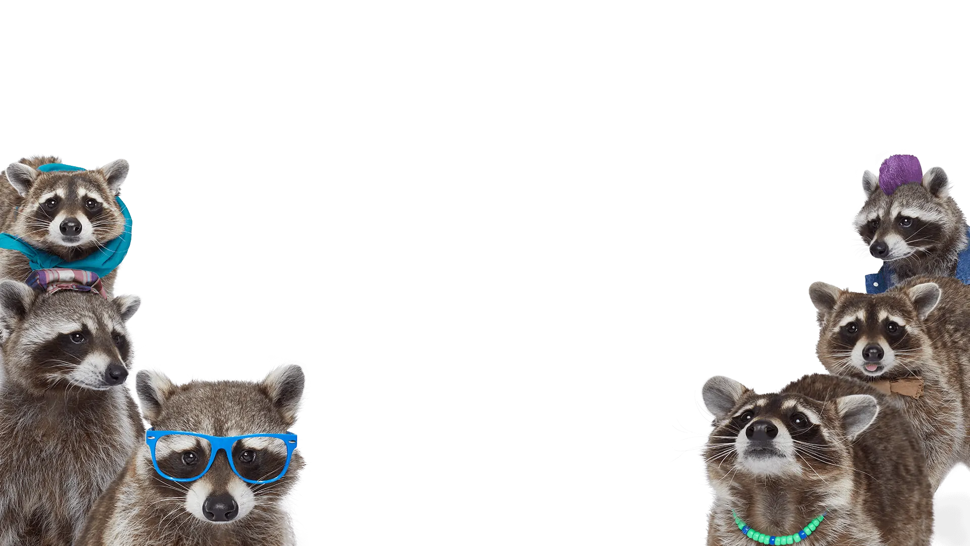 The recycling raccoons squad on a transparent background