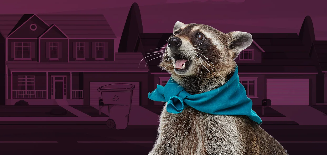 Frank the raccoon in a teal bandana on a moonlit street of houses at night.