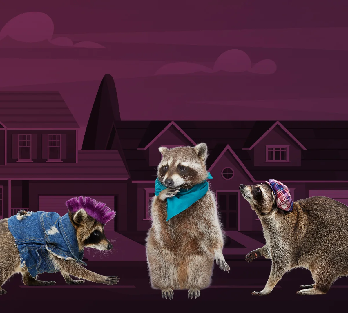 Three raccoons meet on the street at night: one in a denim jacket with a purple mohawk, Frank in his teal bandana, and one in a plaid cap.