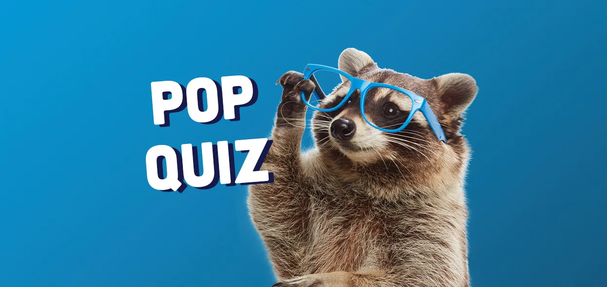 A raccoon lifts a pair of blue glasses beside the words Pop Quiz.