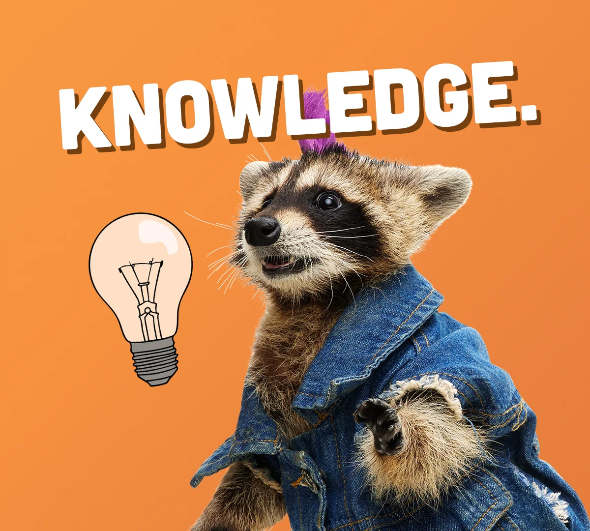 A raccoon in a denim jacket with a purple mohawk beside a light bulb and the word Knowledge.