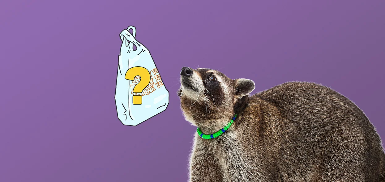 A raccoon in a green collar looks up at a plastic bag marked with a yellow question mark.